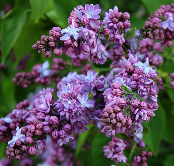 Сирень обыкновенная 'Кончаловский' (лилово - голубая)