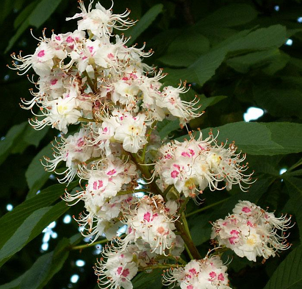 Каштан конский 'Баумани'