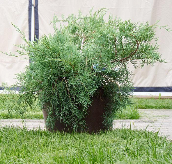 Можжевельник казацкий 'Тамарисцифолия'