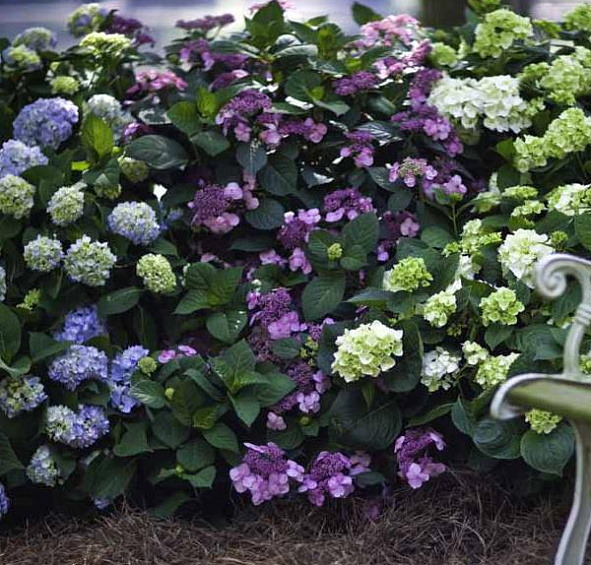 Гортензия крупнолистная 'Твист энд шаут Пинк'