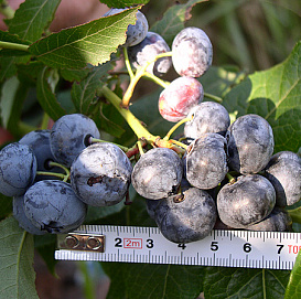 Голубика высокорослая 'Патриот'