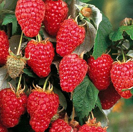 Малина 'Херитейдж'