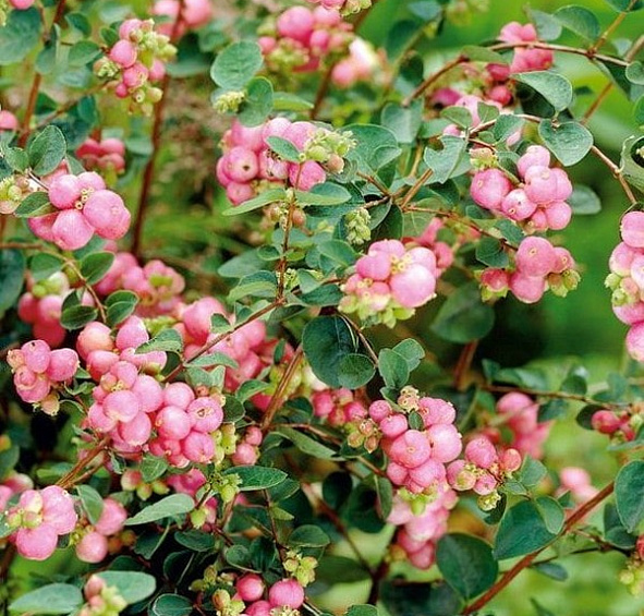 Снежноягодник Хенаульта 'Хенкок'