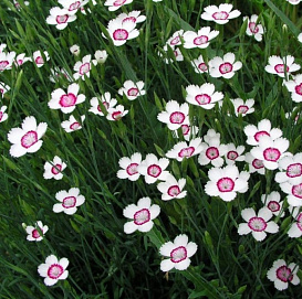 Гвоздика травянка 'Уайт Ред' (белаяс красным)