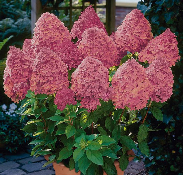 Гортензия метельчатая 'Меджикал Файер'