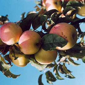 Яблоня колоновидная 'Луч'