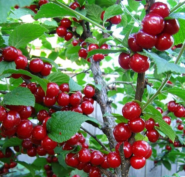 Вишня Войлочная Лето