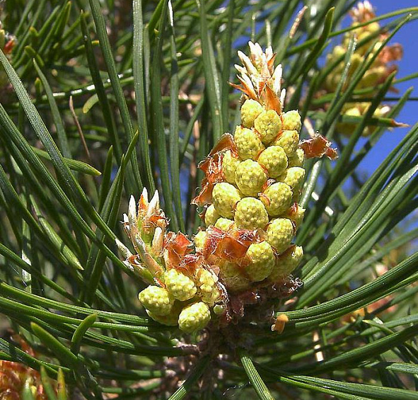 Сосна обыкновенная