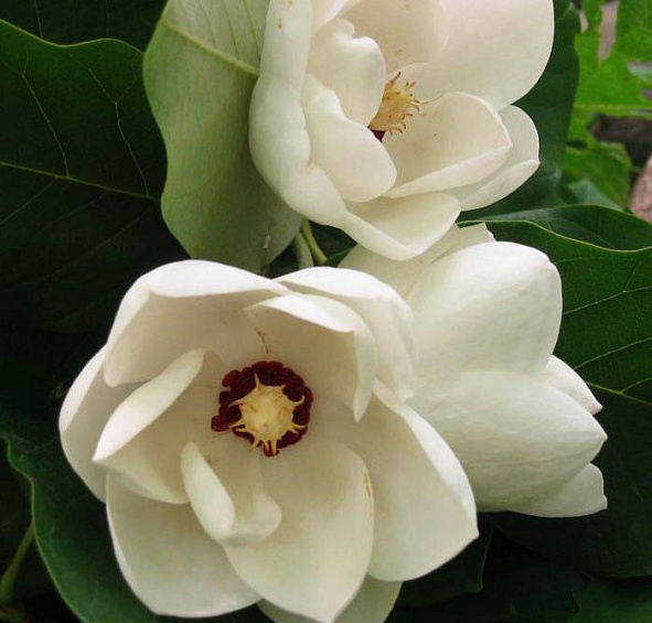 Магнолия Зибольда