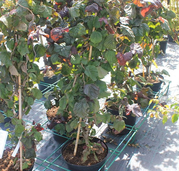 Лещина обыкновенная 'Ред Маджестик'