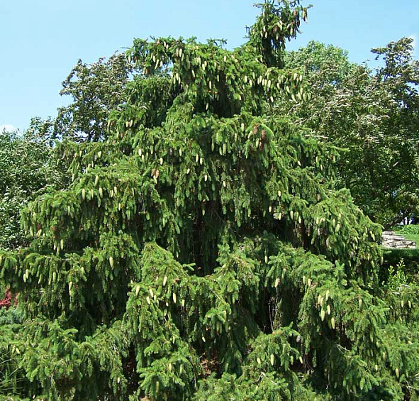 Ель обыкновенная (европейская) 'Акрокона'