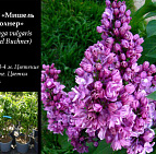 Фотоальбом Коллекция сиреней Коллекция сирени 18