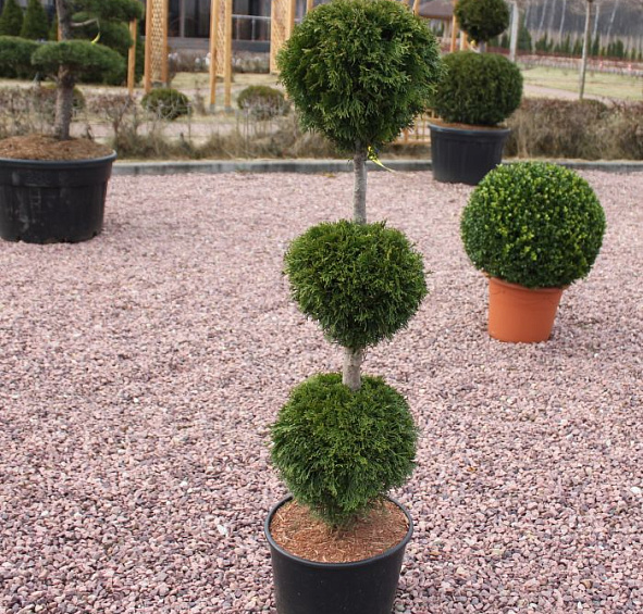 Туя западная 'Смарагд' бонсай  3 шара