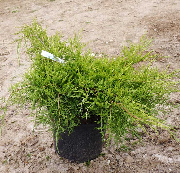 Можжевельник пфитцериана Голд Коаст (Gold Coast)