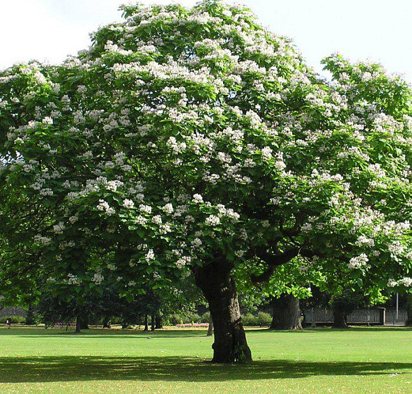 Катальпа бигнониевидная