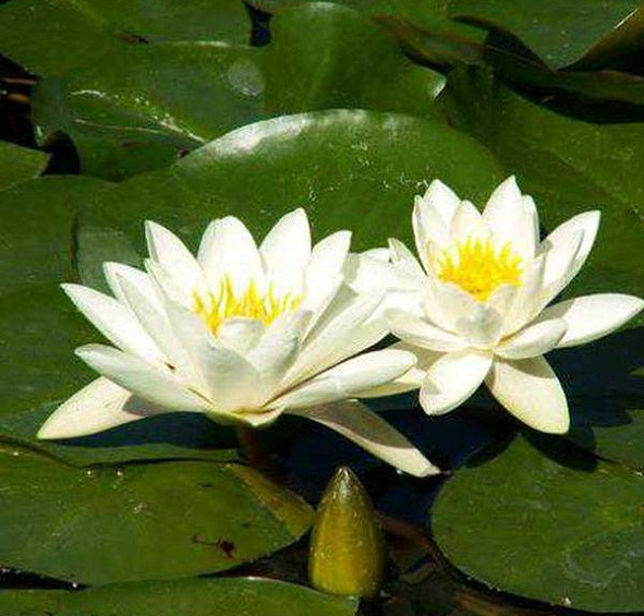 Кувшинка одората 'Альба'