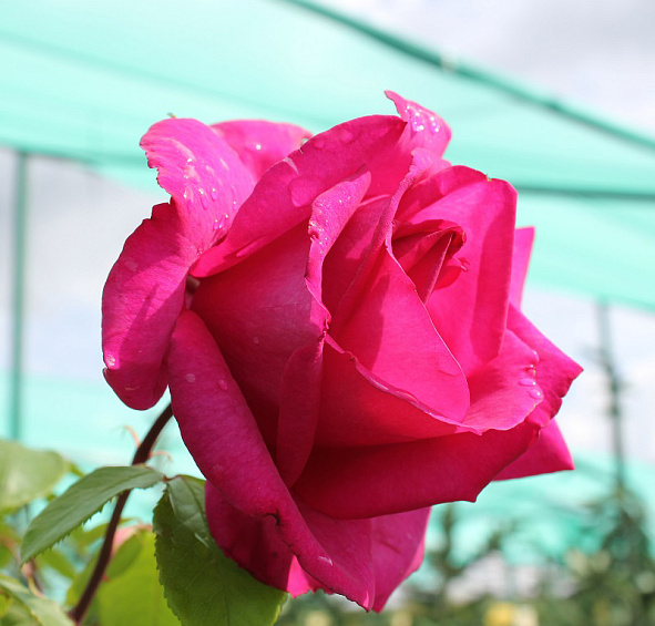 Роза 'Пароле' (чайно-гибридная) (фиолетово - розовая)