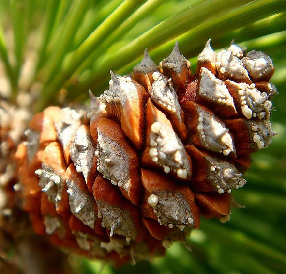 Сосна горная 'Пумилио'