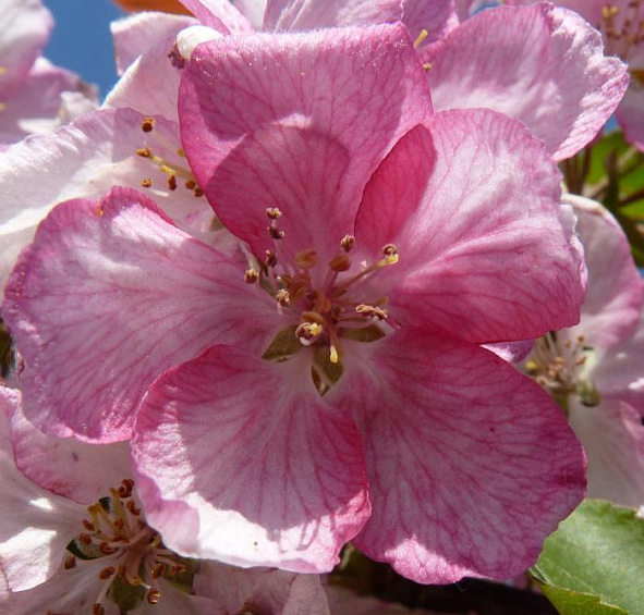 Яблоня декоративная 'Профьюжн'