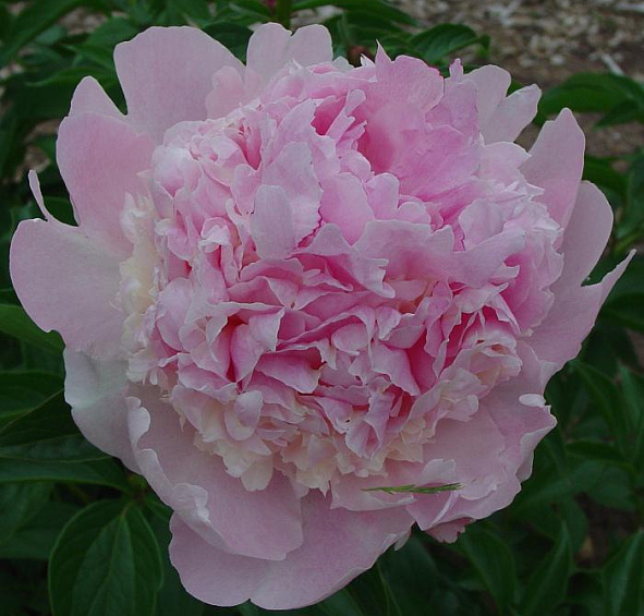 Пион молочноцветковый 'Энджел Чикс' (светло розовый)