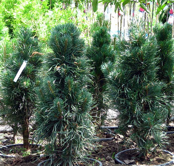 Сосна обыкновенная 'Фастигиата'