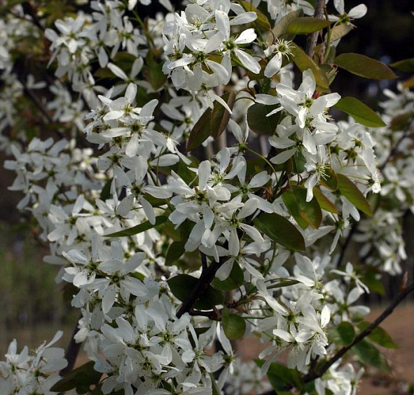 Ирга канадская (ламарка) 'Балерина'