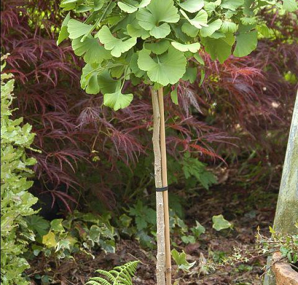 Гинкго билоба 'Марикен'