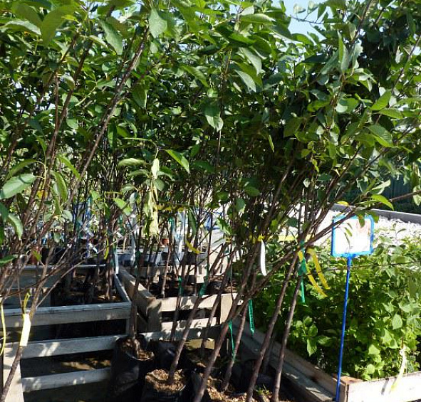 Вишня обыкновенная 'Любская'