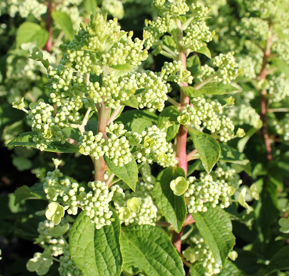 Гортензия метельчатая 'Биг Бен'