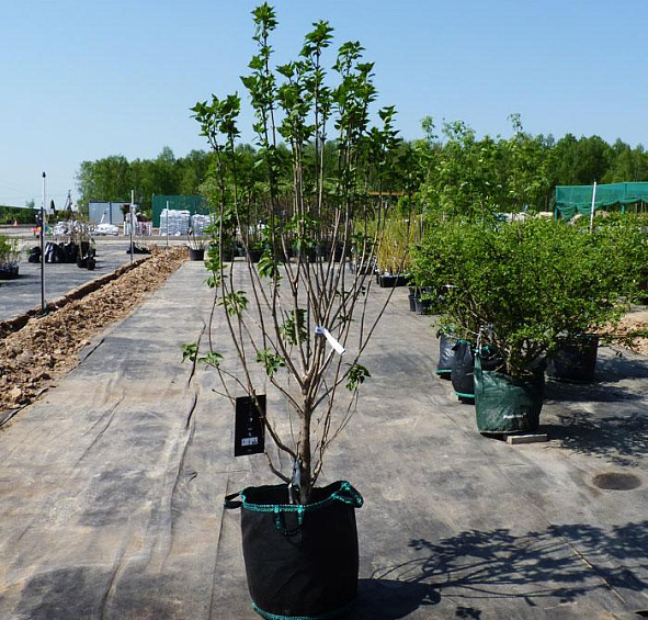 Сирень обыкновенная 'Шарль Жоли' (фиолетовая)