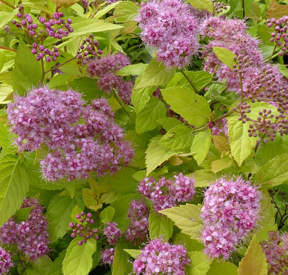 Спирея японская 'Голдмаунд'