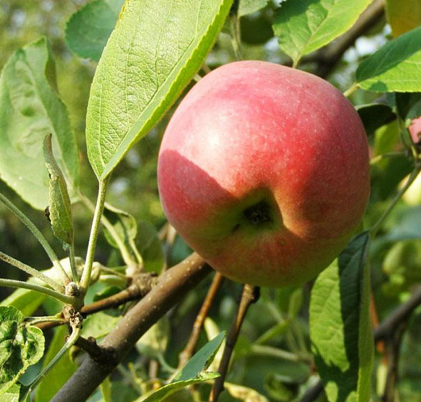 Яблоня домашняя 'Мельба' 