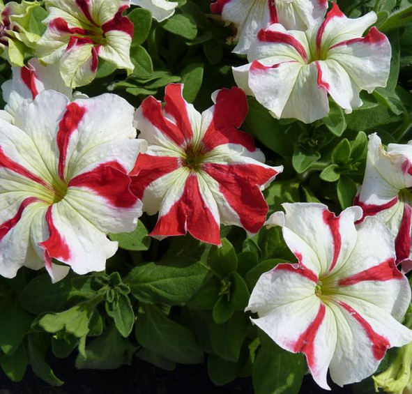 Петуния (сурфиния) гибридная 'Дримс' (смесь)