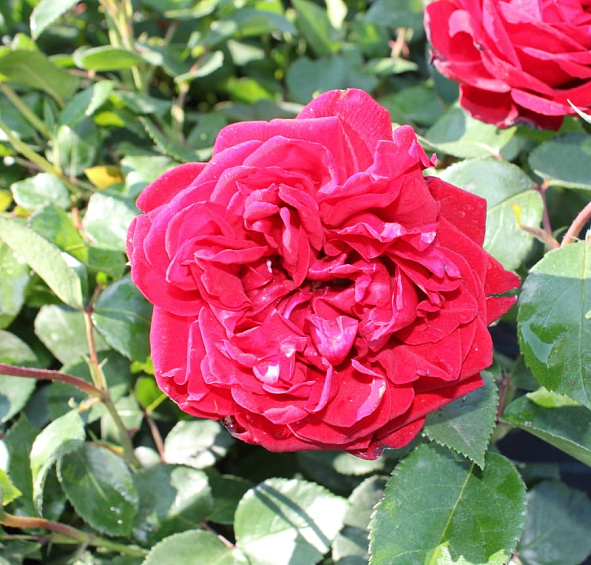 Роза 'Югендлибе' (флорибунда) (красная)