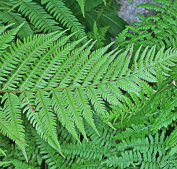 Кочедыжник женский