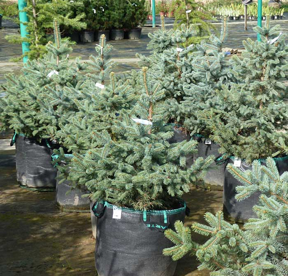 Ель колючая