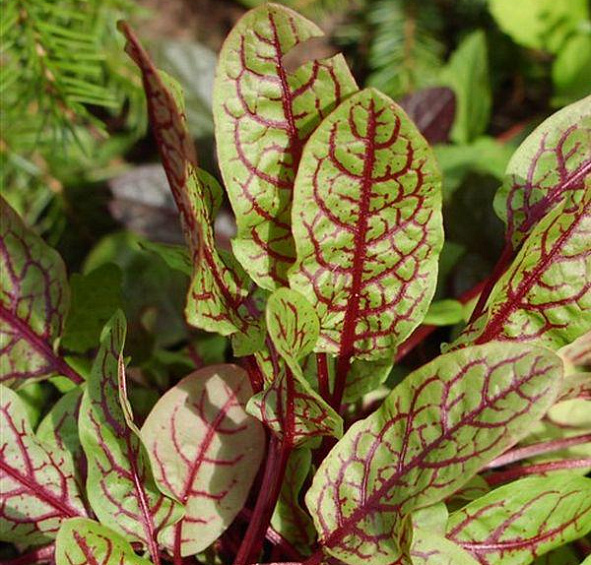 Щавель кроваво-красный