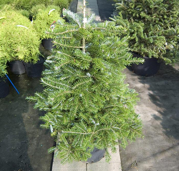 Пихта корейская 'Молли'