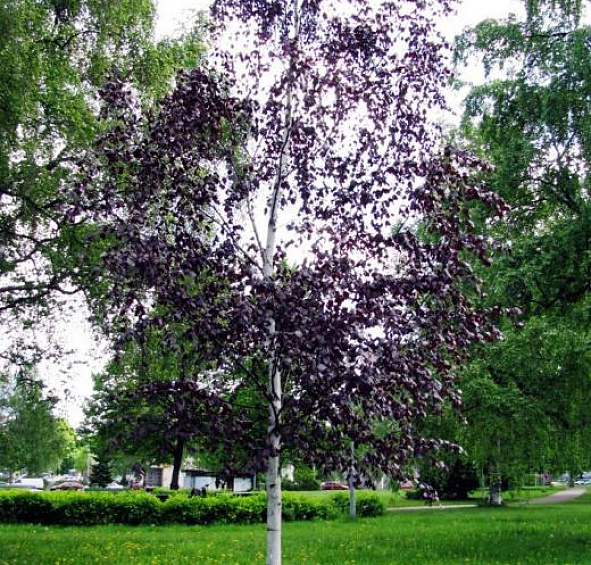 Береза повислая 'Пурпуреа'