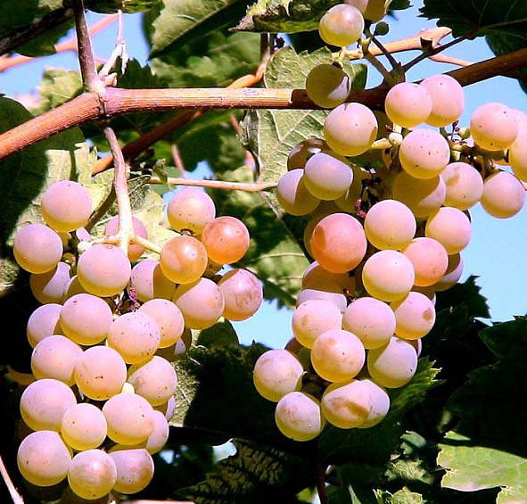 Виноград Алан 3