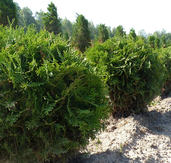 Туя западная 'Вудварди'