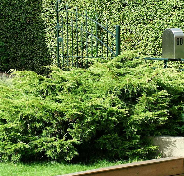 Можжевельник пфитцериана 'Пфитцериана Аурея'