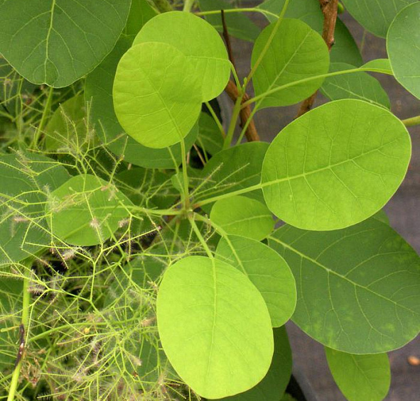 Скумпия кожевенная 'Янг Леди'