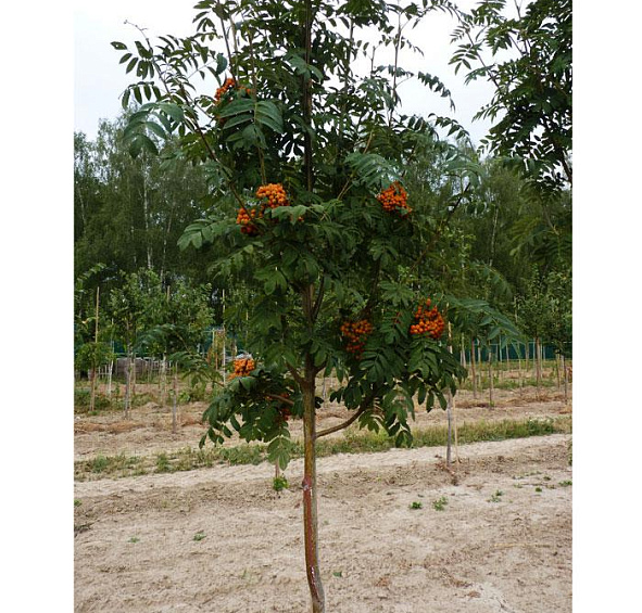 Рябина обыкновенная