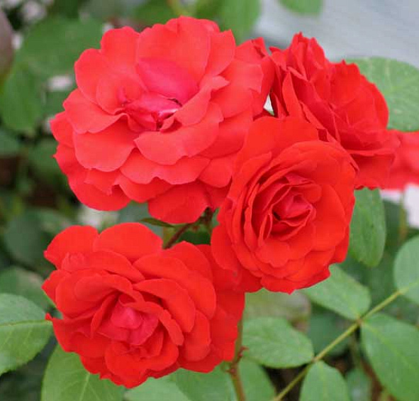 Роза Аллотрия (Allotria)