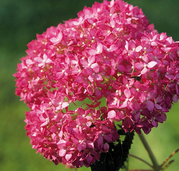 Гортензия древовидная 'Пинк Анабель'