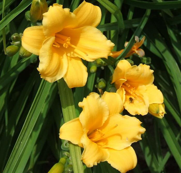 Лилейник Мини Стелла