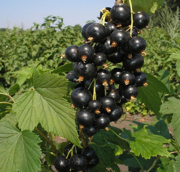 Смородина черная 'Маленький принц'
