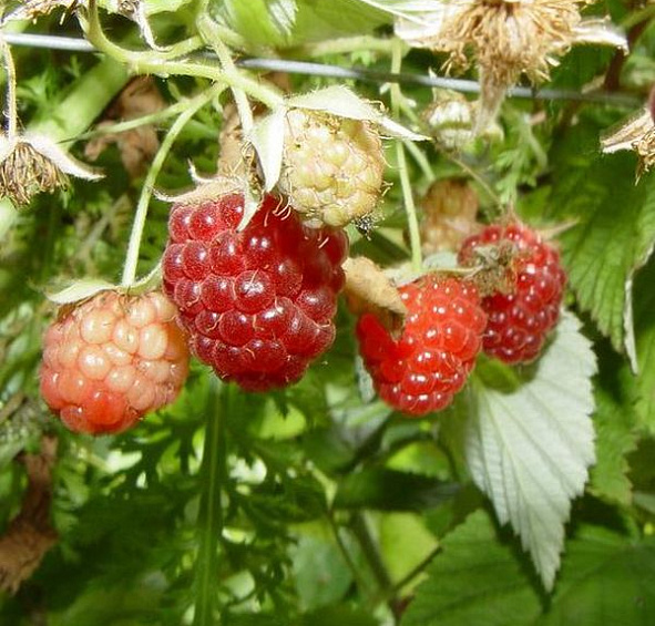 Малина 'Новость Кузьмина'