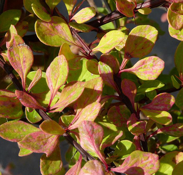 Барбарис Тунберга 'Старберст'